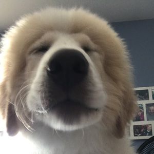 Meet your Posher, Triton